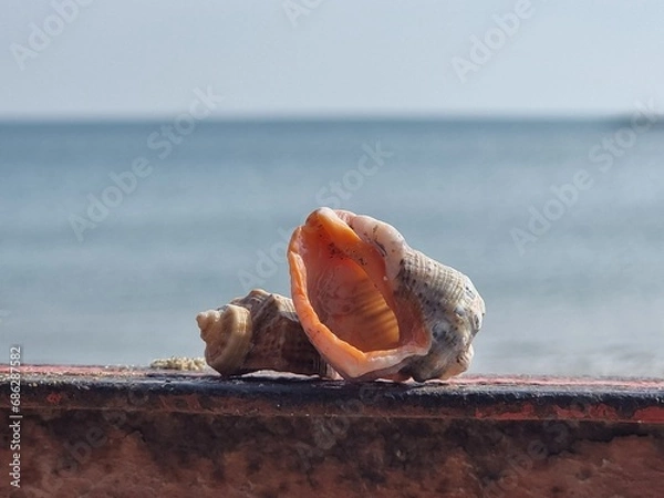 Obraz shell on the beach