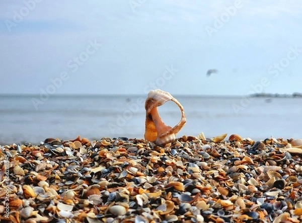 Obraz Shells on the beach