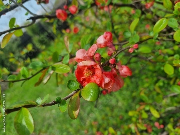 Obraz Red cherry branch flowers in spring time