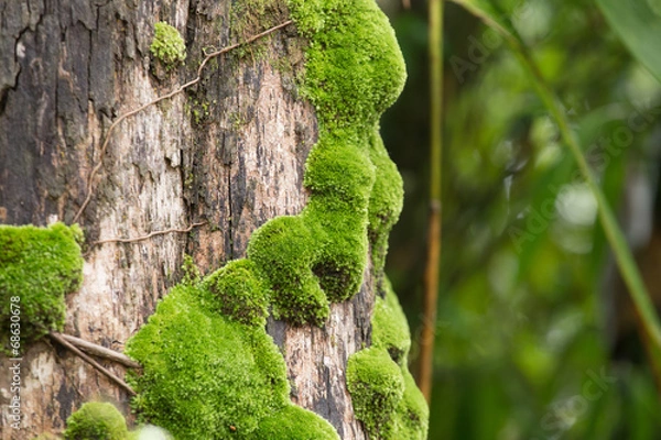 Fototapeta moss on trunk, green moss grows on tree trunk in forest