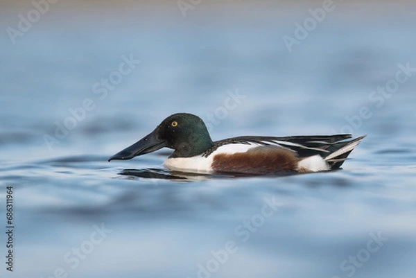 Obraz kaczka płaskonos