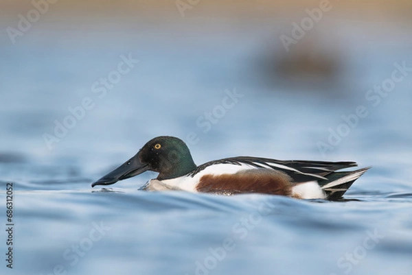 Obraz kaczka płaskonos