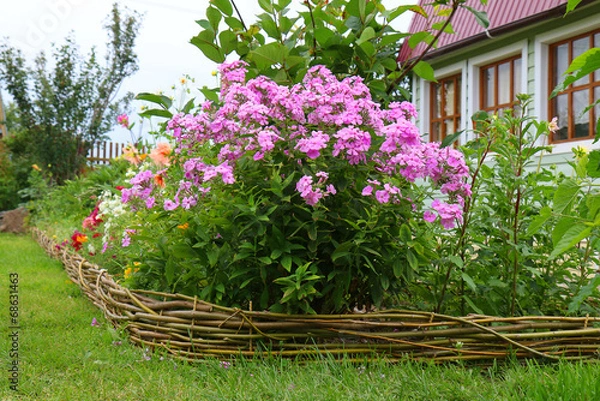 Obraz Phlox paniculata (Garden phlox) in bloom
