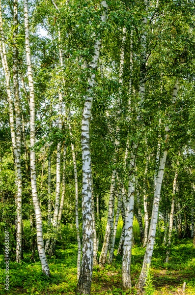 Fototapeta Birkenwald w świetle słonecznym