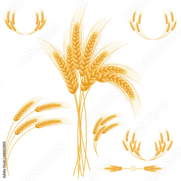 Obraz Ripe Ears wheat set. Isolated detailed template.