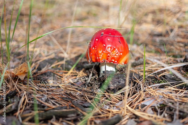 Fototapeta Red fly agaric mushroom in a coniferous forest. Close-up of a mushroom cap with white dots. Selective focus. Amanita muscaria.