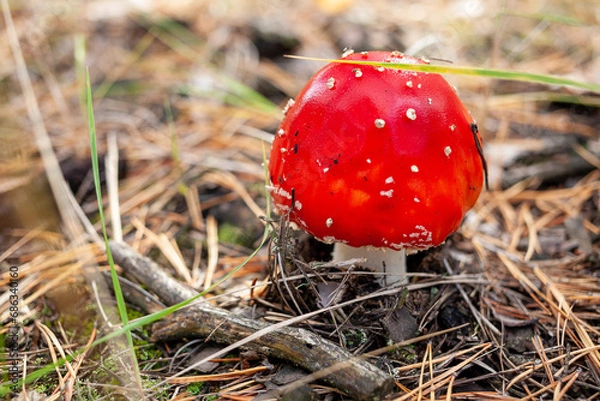 Fototapeta Red fly agaric mushroom in a coniferous forest. Close-up of a mushroom cap with white dots. Selective focus. Amanita muscaria.