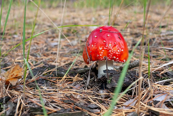 Fototapeta Red fly agaric mushroom in a coniferous forest. Close-up of a mushroom cap with white dots. Selective focus. Amanita muscaria.