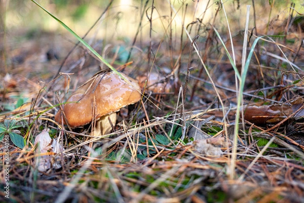 Fototapeta Slippery Jacks mushroom in pine forests after a rainy day in autumn. They are found across the world in pine forests. Selective focus. Suillus luteus. Slippery Jacks. Sticky bun mushroom.