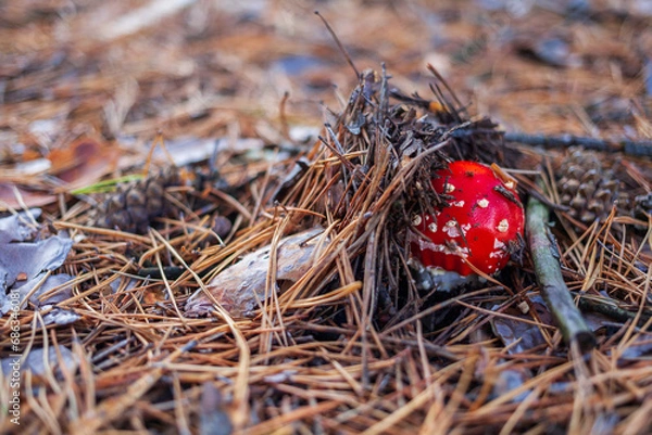 Fototapeta Red fly agaric mushroom in a coniferous forest. Close-up of a mushroom cap with white dots. Selective focus. Amanita muscaria.