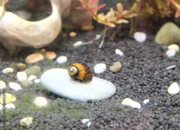 Fototapeta Neritina variegated snail lies on a stone in an aquarium, selective focus, horizontal orientation.