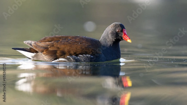 Obraz Low angle moorhen