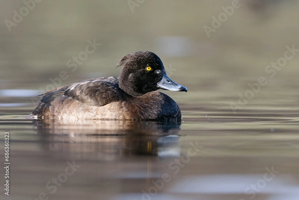 Obraz Low angle tufted duck
