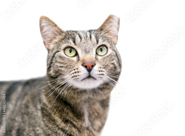Obraz A brown tabby cat that has been eartipped to identify it as spayed or neutered and vaccinated