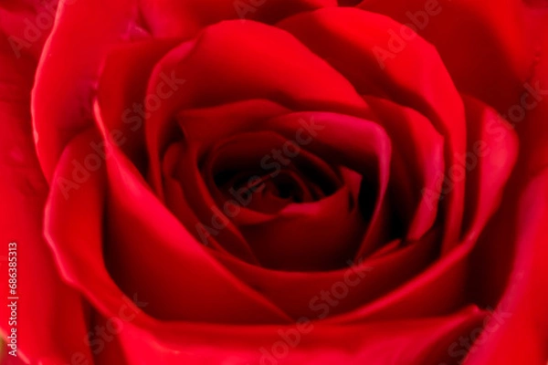 Obraz red rose close up