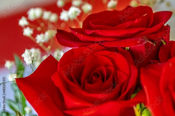 Obraz red roses