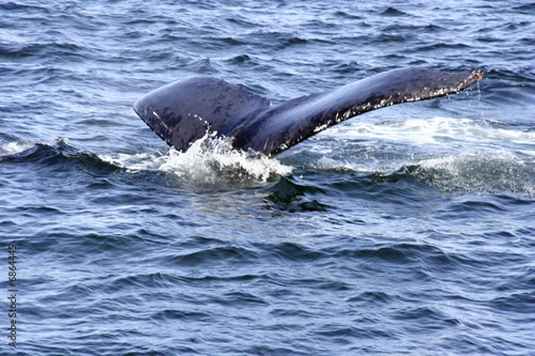 Obraz Ballenas Jorobadas