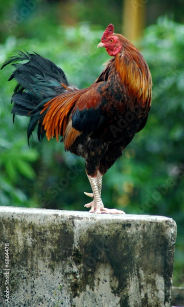 Obraz Guarding rooster