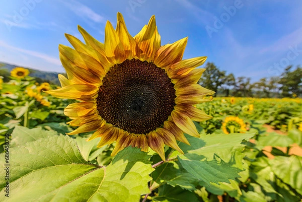 Obraz Sunflower fields in full bloom