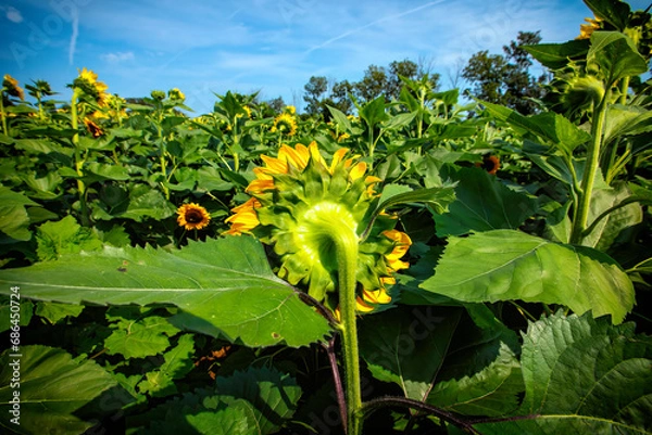 Obraz Sunflower fields in full bloom