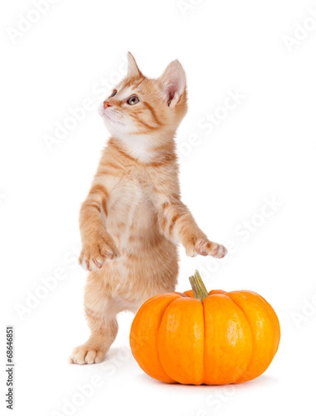 Obraz Cute kitten caught stealing a mini pumpkin on white.