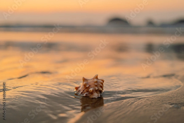 Fototapeta 해질녘 바닷가의 소라