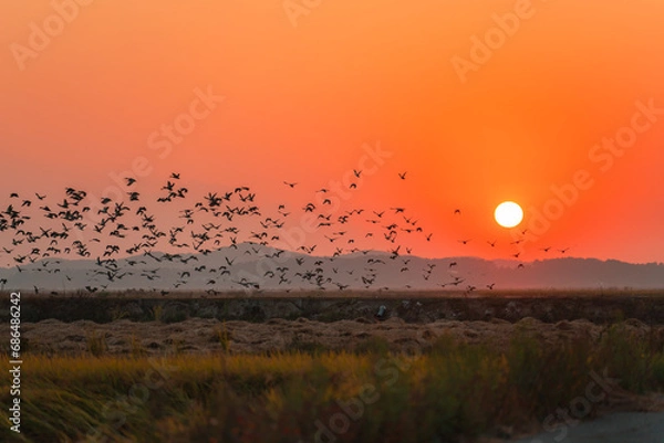 Fototapeta 해질녘의 새떼