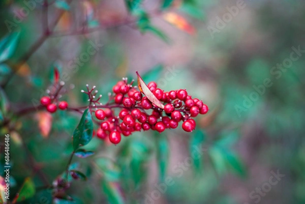 Fototapeta 남천나무 열매