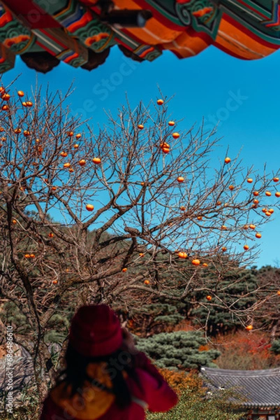 Fototapeta 감이 많이 열려있는 늦가을 감나무