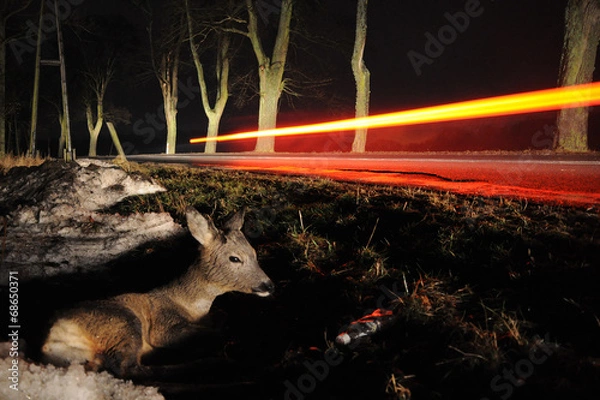 Obraz roe-deer runned over by a car