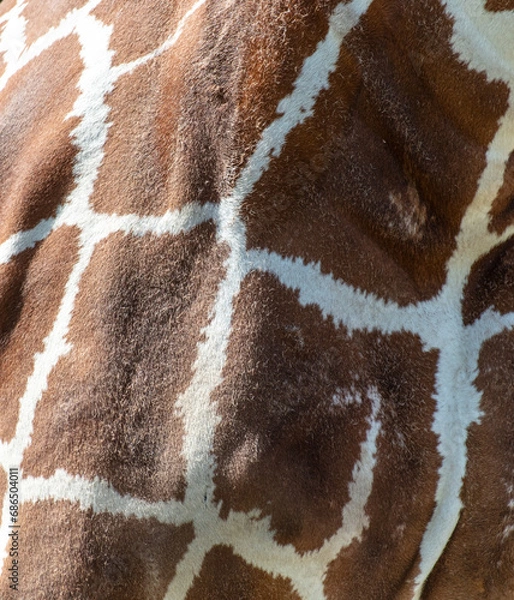 Fototapeta Spots on a giraffe as an abstract background