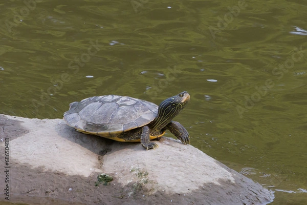 Fototapeta Northern Map Turtle