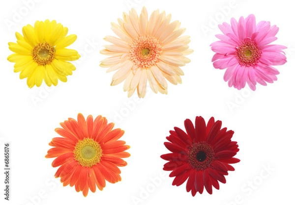 Fototapeta ガーベラ