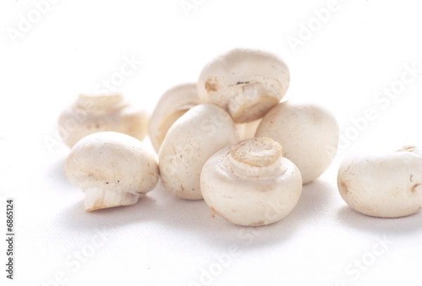 Obraz マッシュルーム