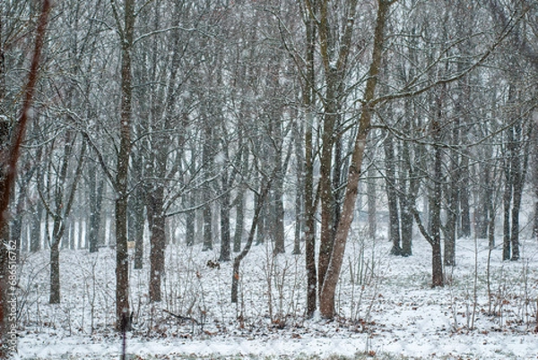 Obraz snowfall in a gloomy park