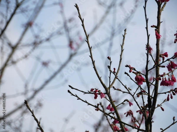 Fototapeta Cherry blossom.