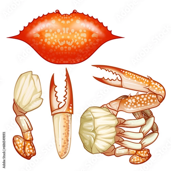 Fototapeta Seafood Raw crab isolated on white background. Hand drawn sketch of crab. Vector illustration. Fresh organic seafood.