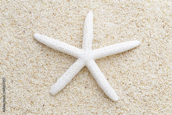 Obraz Starfish on the beach