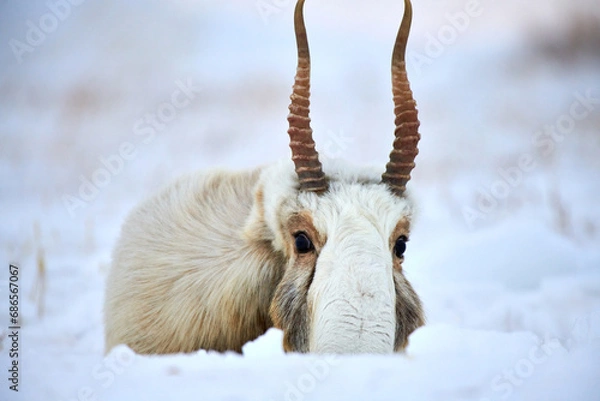 Obraz Saiga antelope male. Saiga antelope close-up. The saiga antelope (Saiga tatarica) is a large herbivore of Central Asia, found in Kazakhstan, Mongolia, the Russian Federation.

