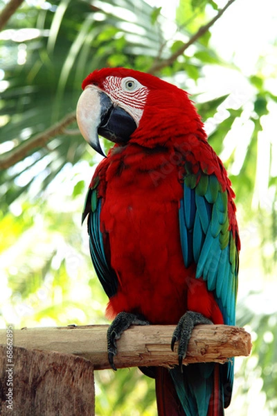 Obraz parrot on a branch