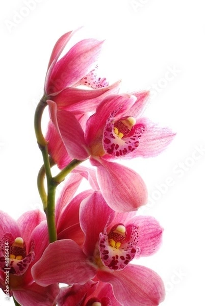 Obraz ciemnoróżowa orchidea