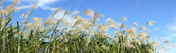 Fototapeta ススキ