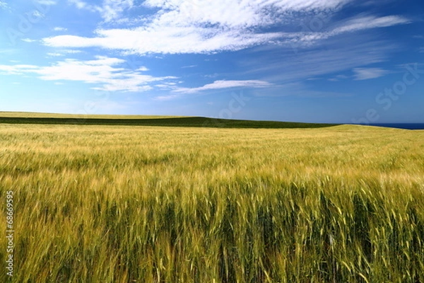 Fototapeta オホーツクの麦畑