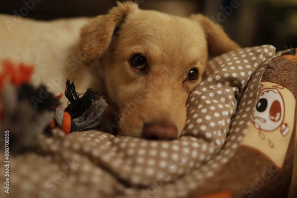 Obraz Cozy Canine Comfort: Dog Relaxing in His Bed