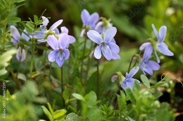 Obraz タチツボスミレ