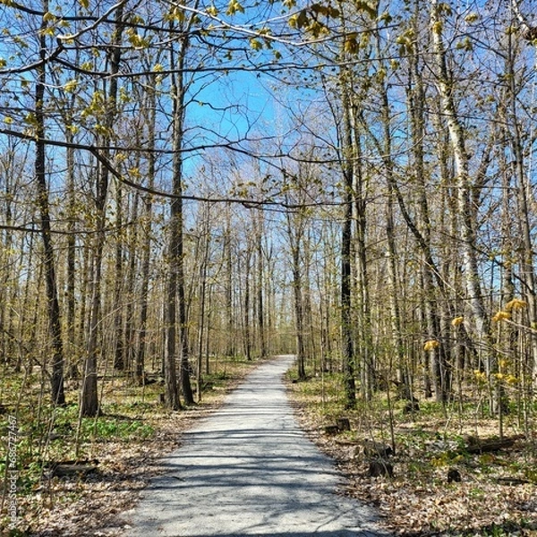 Obraz path in the woods