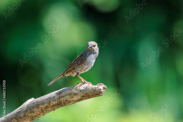 Fototapeta Dunnock or hedge sparrow on a tree branch