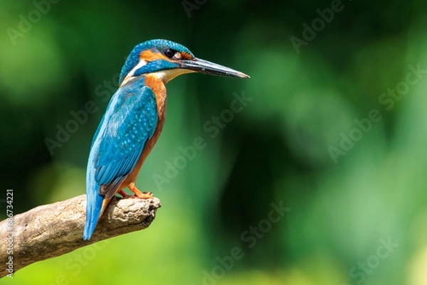 Fototapeta Hunting kingfisher patiently waiting on a tree branch