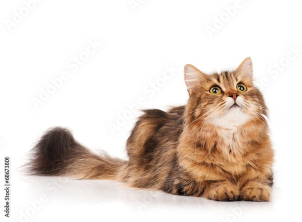 Obraz Siberian cat