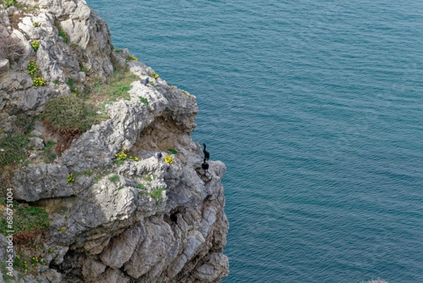Fototapeta Cormorants in front of their nests next to the rocks by the sea